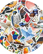 Oog voor vogels