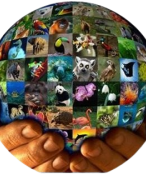 Oog voor bedreigde dieren