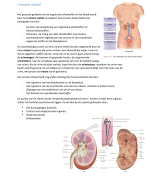 Samenvatting Urinaire stelsel Anatomie Fysiologie Martini