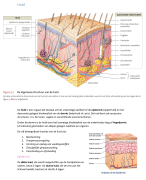 Samenvatting de Huid Anatomie Fysiologie Martini