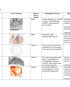 Biologie Samenvatting H4 Voeding en Vertering havo 4 en 5 