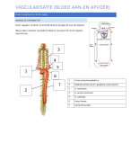 Anatomie - 1e Bachelor Lichamelijke opvoeding - Kinesitherapie 