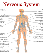 Human nervous system 