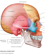 Anatomie en fysiologie van het bewegingsapparaat + naamgeving beenderstelsel en afbeeldingen van PearsonMyLab