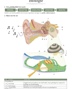 FOCUS biologie: thema 3: Geluidsprikkels en horen