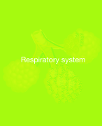 PHYSIOLOGY AND ANATOMY ; TERMINOLOGY AND BODY ORGANIZATION STUDY GUIDE; THE RESPIRATORY SYSTEM EXPALINED.