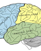 Samenvatting cognitie