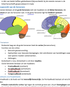 NLT module Hersenen en Leren samenvatting