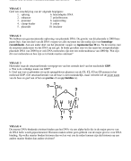 Moleculaire Genetica 1 Oefententamen met antwoorden 2016