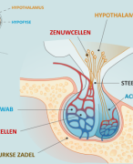 Anatomie, Uittreksel Hormonen