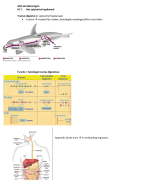 Aantekeningen Anatomie en fysiologie, HLO Jaar 2