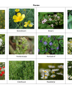 Overzicht van te leren planten en dieren (met foto's)
