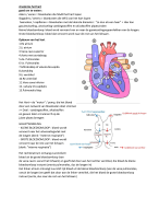 Anatomie en fysiologie Het cardiovasculairstelsel