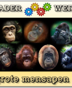 Raderwerk informatiekaarten voor groep 6-7-8 Grote mensapen