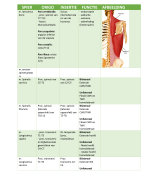 Samenvatting Anatomie in VIVO, blok 1.3