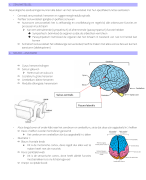 Samenvatting Neurologie - Ergotherapie AP Hogeschool