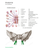 Examensamenvatting Anatomie en fysiologie hoofd en hals