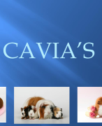 Spreekbeurt Cavia groep 3 / 4