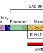 Lac operon verslag celbiologie 
