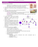 Samenvatting deel 3 VMV5: Hematologie