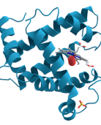  Biomoleculen & Cellen - Biomoleculen H3 - Koolhydraten