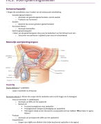 Voortplantingsstelsel en de menstruele cyclus 