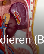 Complete uitgebreide samenvatting Biologie van Dieren UU - deeltentamen 1 en 2!