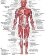 Complete samenvatting Neurowetenschappen 