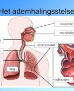 Samenvatting ademhalingsstelsel en stress
