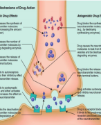 Summary extra readers: neurological basis of the brain & learning theory 