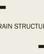 Brain structure for Psychology (A Level, IB and GCSE)