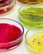 profielwerkstuk antibioticaresistentie, beoordeeld met 9,5