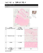 Practica Histologie 1-4