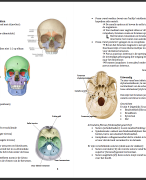Samenvatting Anatomie (MZK-1)