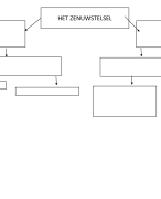 zenuwstelsel anatomie module 4, mbo verzorgende IG, VIG
