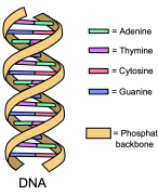 5 havo Biologie voor jou thema 2 DNA