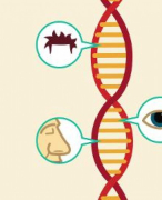 4 havo Biologie voor jou thema 3 Genetica