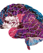 Uitgebreide Hoorcollege-aantekeningen (HC1 t/m HC11) Functieleer/Experimental Psychology (2017)