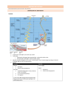 Samenvatting Respiratoir Systeem SUMMA jaar 1