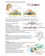 Immunology summary (NWI-BB019B) Part II