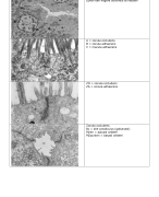 Flashcards cell and tissue ultrastructure