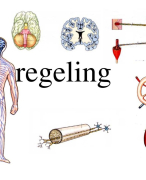4 havo Biologie voor jou thema 5 Regeling