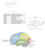 samenvatting van het vak neuropsychologie