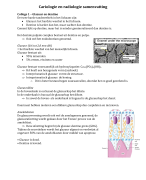 Samenvatting cariologie en radiologie (MZK-1)
