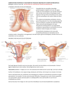 Samenvatting Anatomie en fysiologie, Martini. Globale samenvatting van hoofdstuk 19