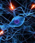 Biologie voor jou - VWO 5 - Hoofdstuk 5 Regeling en Waarneming