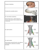 Anatomische lijst met fotos