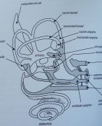 Anatomie en fysiologie
