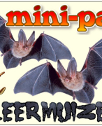 Antwoordblad Minipad Vleermuizen