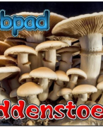 Antwoordblad webpad paddenstoelen